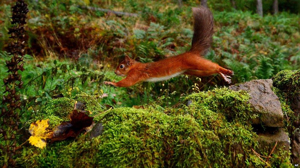A red squirrel darts along a stone wall in the Kielder Forest, north eastern England, Monday Oct. 21, 2013, after collecting food. Kielder Forest is England's largest forest at 250 square miles (400 sq kms) and is home to the largest remaining red squirrel population in England.