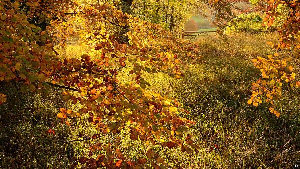 Autumn Colour by Christopher Page
