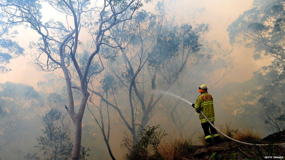 Firefighter hoses down the flames in a back-burn at Faulconbridge. 22 Oct 2013