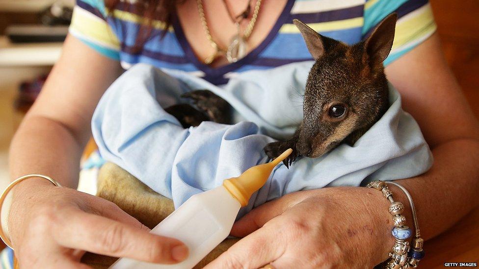 Baby wallaby rescued from the fires. 22 Oct 2013