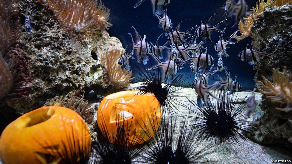 Fish swimming with pumpkins