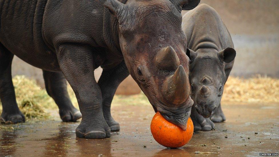 Rhino biting a pumpkin