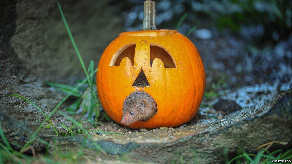 Dwarf mongoose crawling through a pumpkin