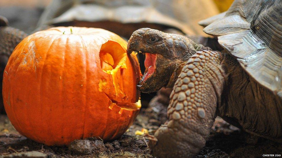 Galapagos tortoise biting a pumpkin