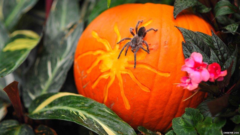 Spider crawling over a pumpkin