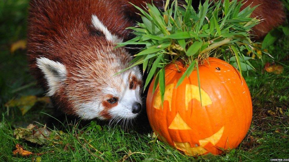 A red panda looking at a carved pumpkin