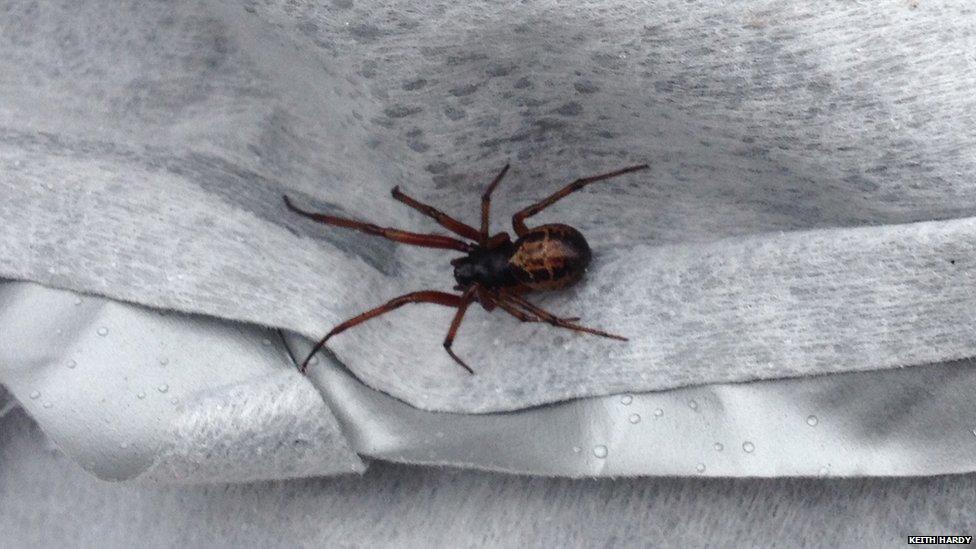 A spider discovered in Richmond, Surrey