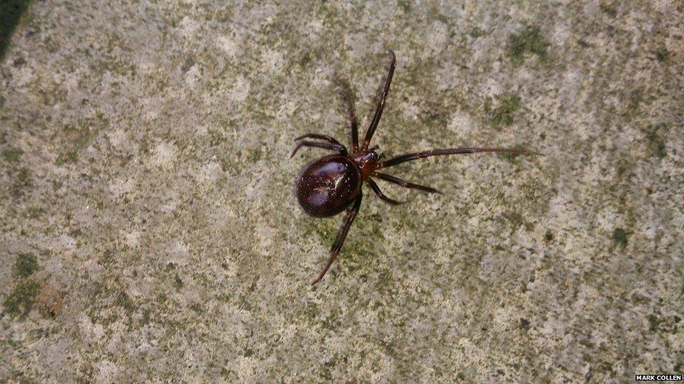 A spider on a paving slab found in Waringstown in County Down, Northern Ireland