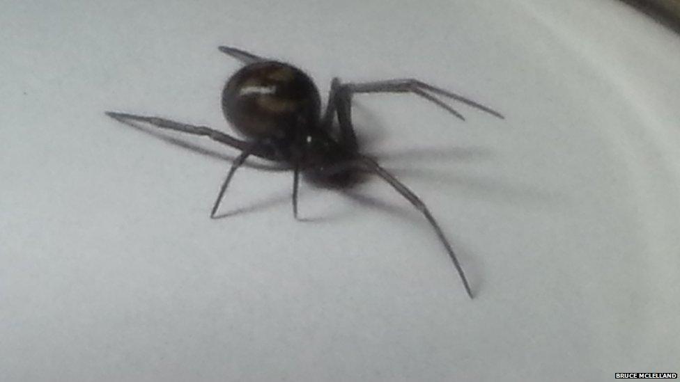 A spider discovered in West Sussex