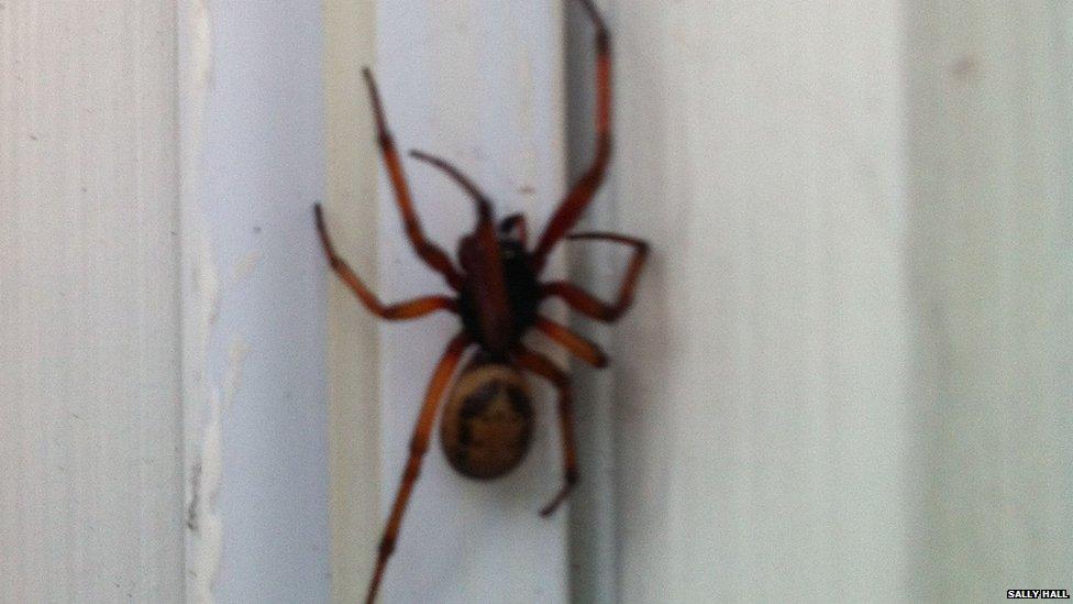 A false widow on a door frame in Streatham