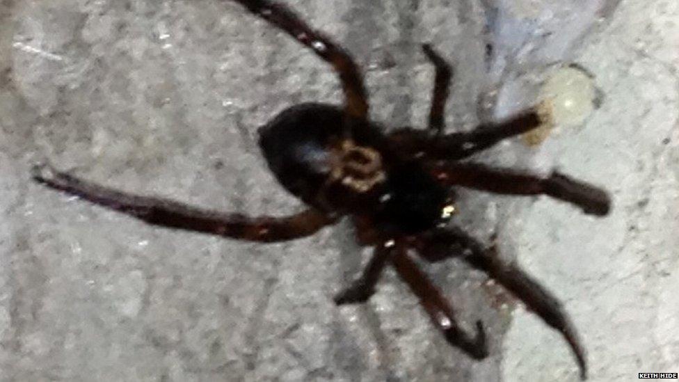 A false widow spotted in a garage in Gipsy Hill, London