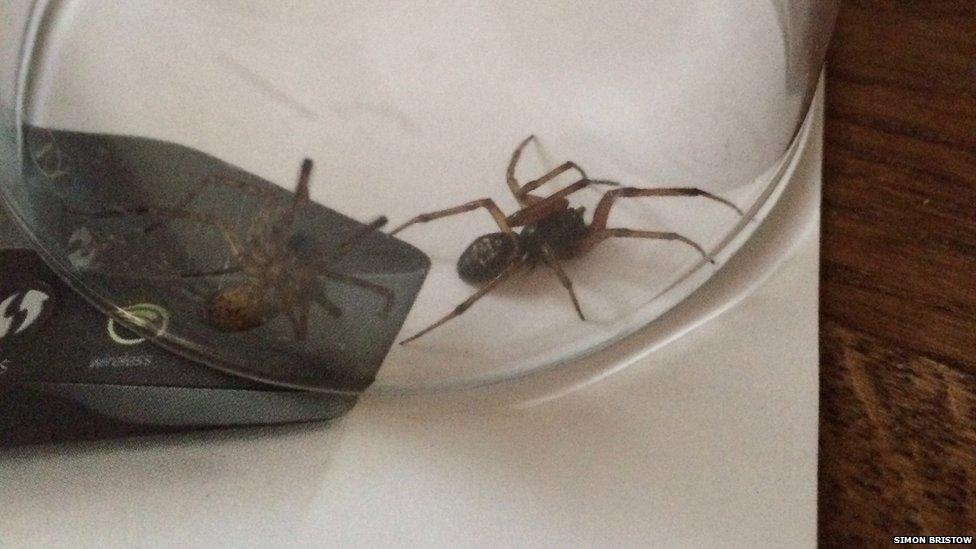 A pair of spiders captured in West Sussex