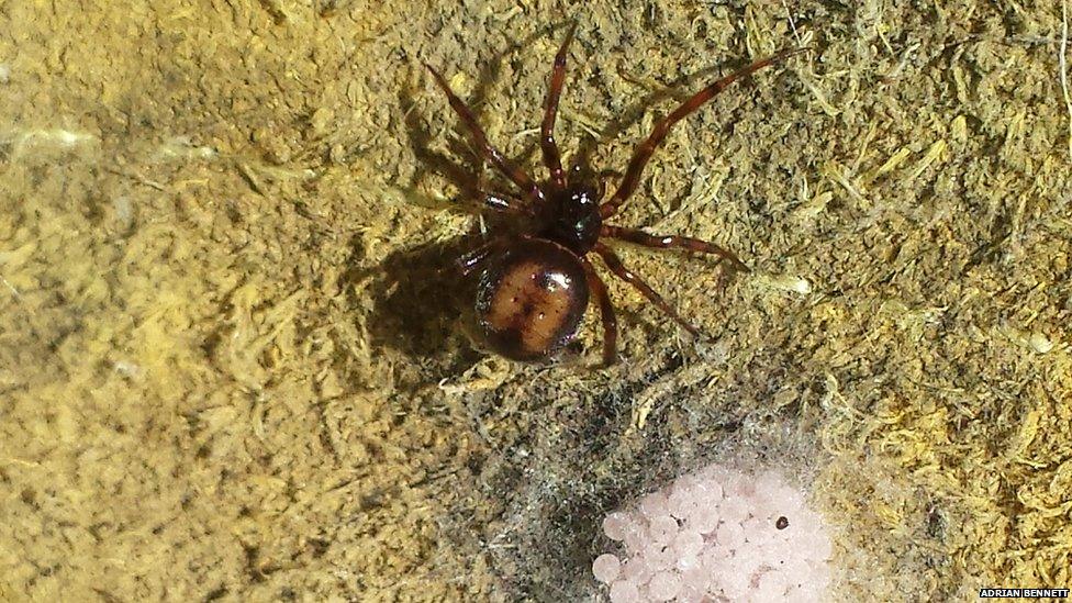 A false widow spider with a cluster of eggs