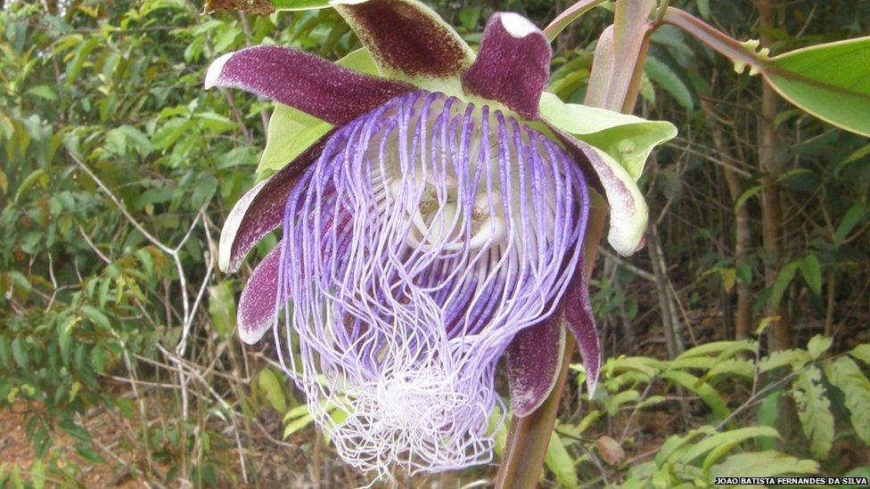 A new species of passion flower