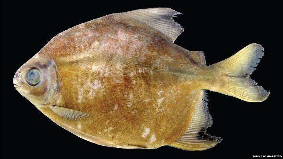 Tometes camunani - new species of fish