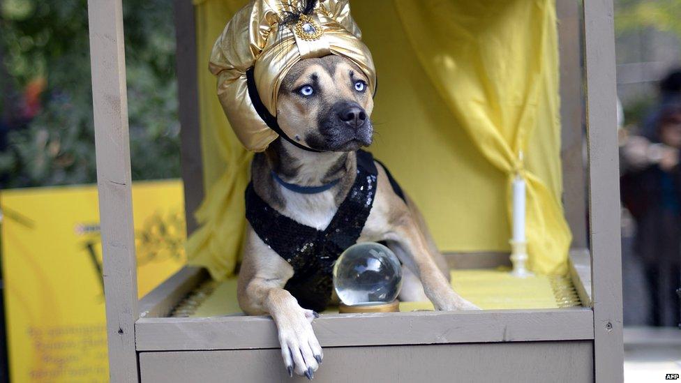 A dog dressed as a Zoltar fortune telling machine participates in the 23rd Annual Tompkins Square Halloween Dog Parade on October 26, 2013 in New York City. Thousands of spectators gather in Tompkins Square Park to watch hundreds of masquerading dogs in the countrys largest Halloween Dog Parade.