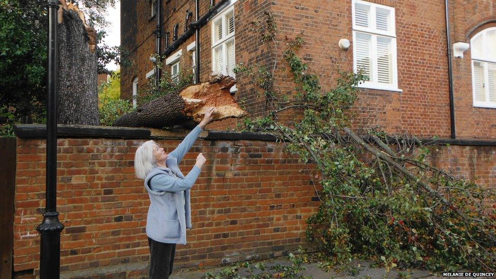 Melanie de Quincey sent in this photograph of a fallen tree in Holland Park, London