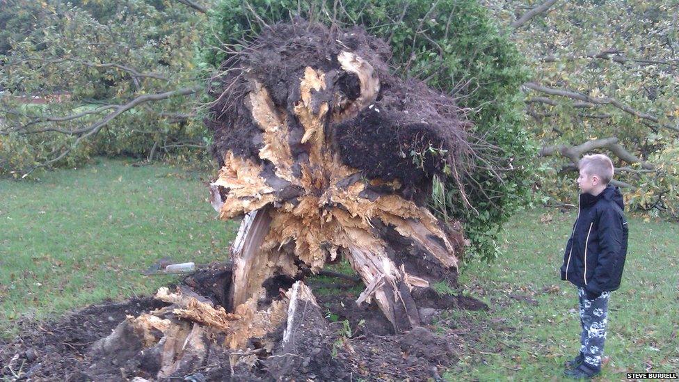 Boy looking at fallen down tree