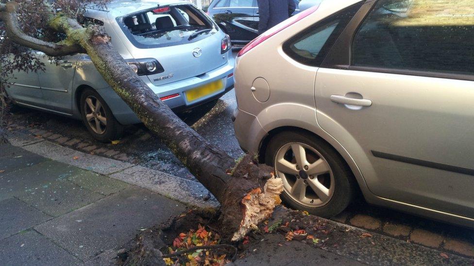 A tree on top of a small silver car. The rear window of the car has smashed.