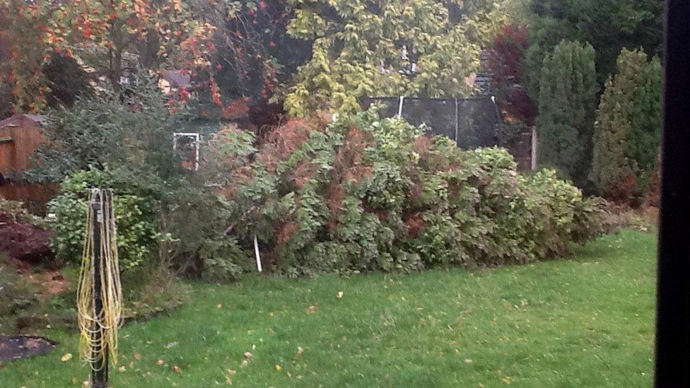 A large fir tree in a garden. Poking out beneath it are white poles from a garden swing.