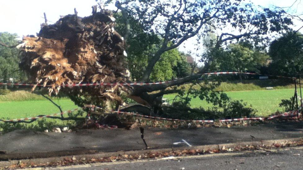 Fallen tree in St James' Park, Southampton