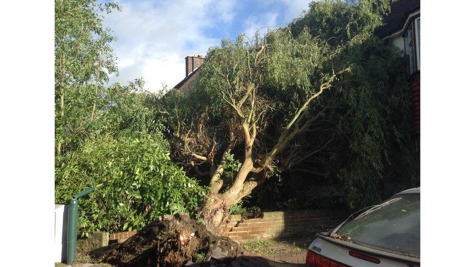 Fallen tree in Dartford, Kent