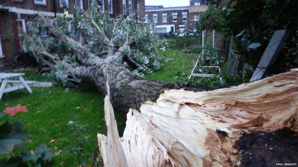 A huge tree crashed down in Camberwell, London, just missing a block of flats. Photo: Paul Bradley
