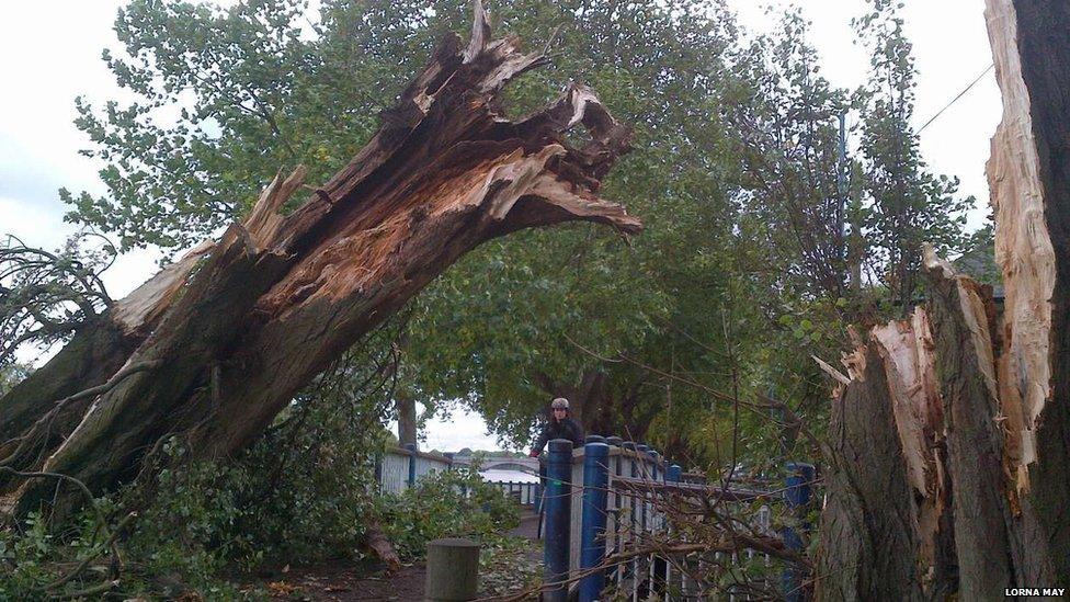 A tree blocks a towpath in Putney, London. Photo: Lorna May