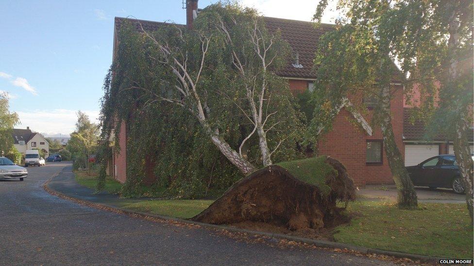 A tree is uprooted and rests on the roof of a nearby house in Martlesham Heath, Ipswich. Photo: Colin Moore