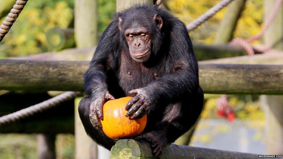 Chimpanzee with pumpkin