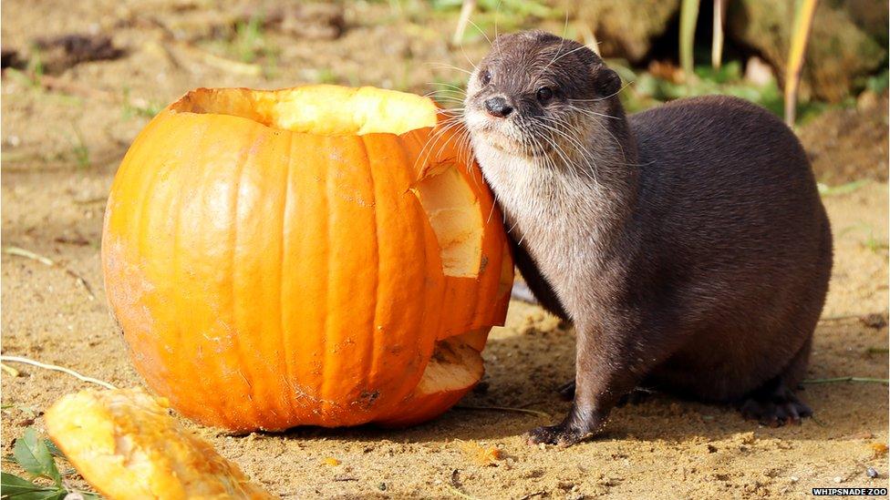 Otter next to a pumpkin