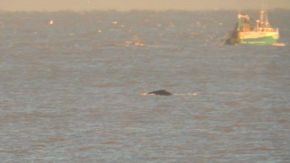 Humpback whale spotted off Minsmere