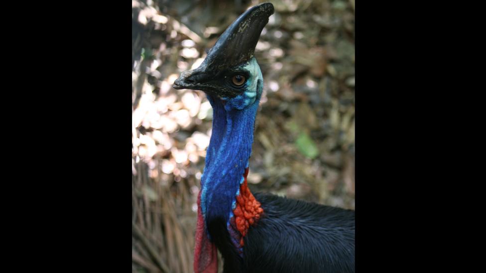 Southern cassowary