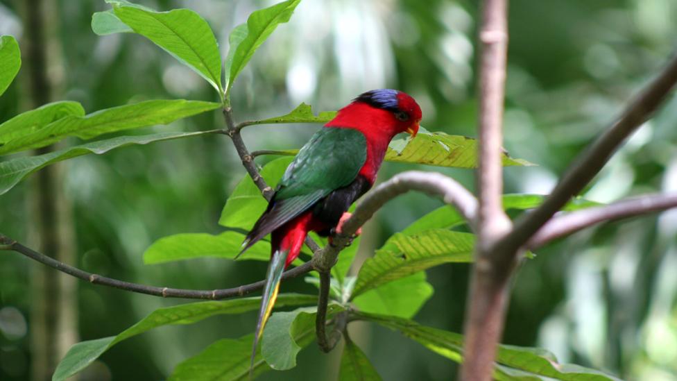 Papuan Lorikeet