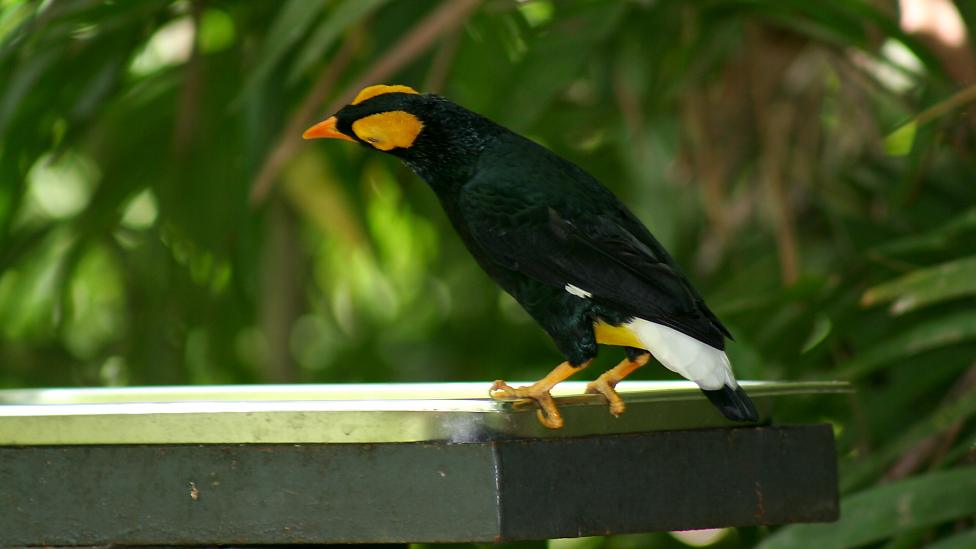 MacGregor’s bird of paradise