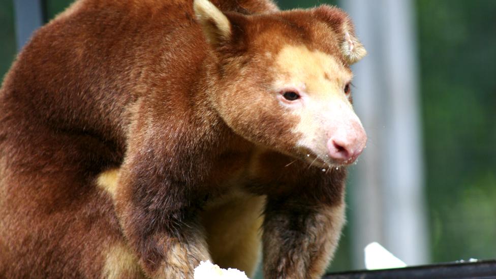 Matschie's tree Kangaroo