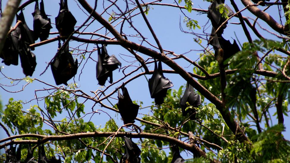 Black flying foxes