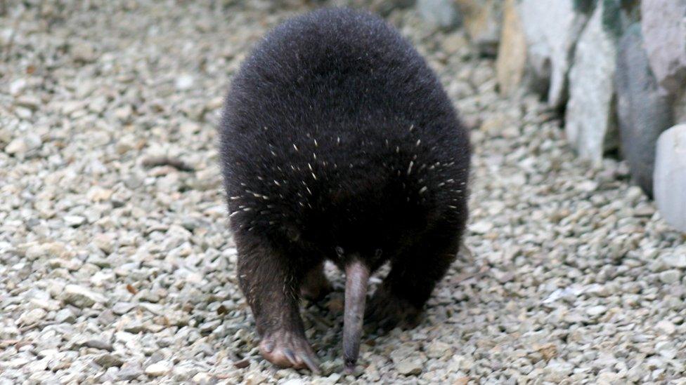 Long-beaked Echidna.