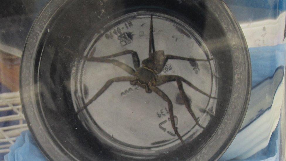 Huntsman spider