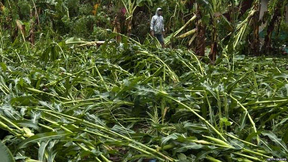 Farmer looks at damaged crops