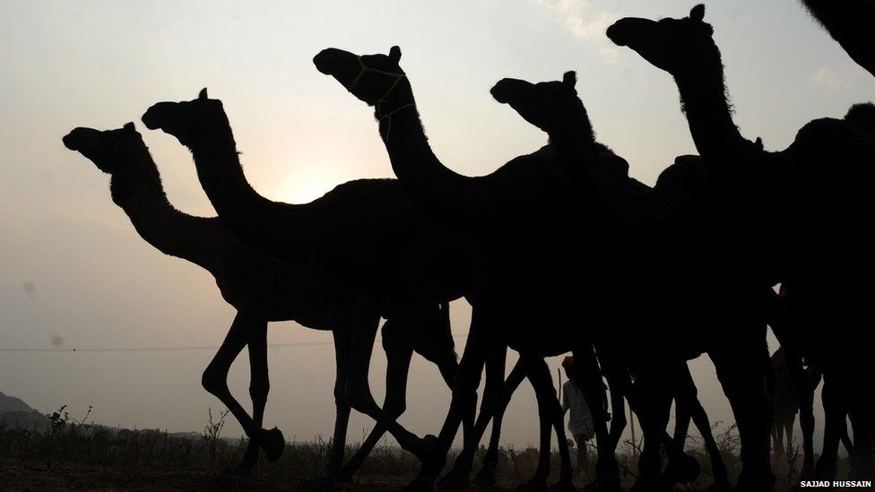 Camels silhouetted