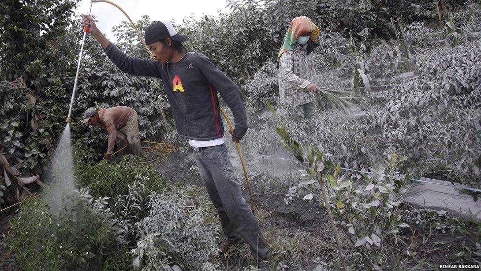 Workers spray plants clean