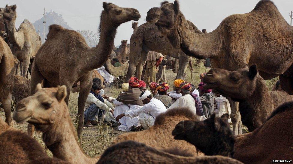 Camels