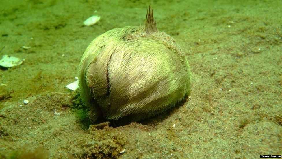 Sea potato