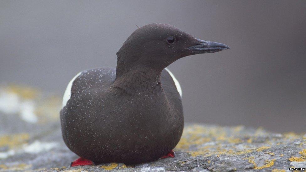 Black guillemot