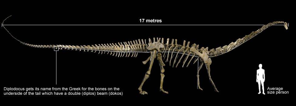 Diplodocus skeleton