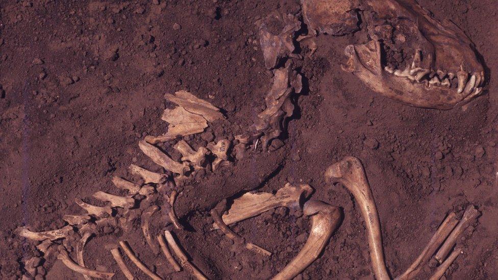 8,500-year-old dog remains from Koster site, Greene County, Illinois