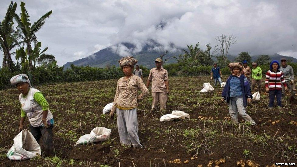 Villagers harvest potatoes at their field, located just less than four kilometres from Mount Sinabung in Karo district on 14 November 2013 in Medan, Sumatra, Indonesia