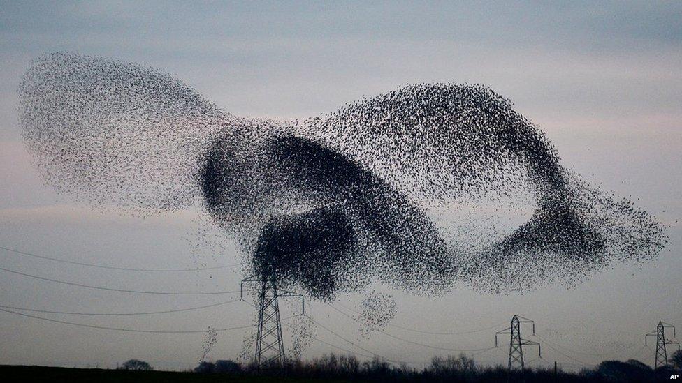 Starlings