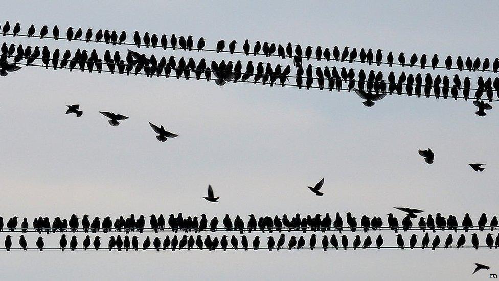 Starlings